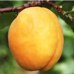 Абрикос сорт Цюрупинский